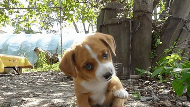 시골에서 만난 새끼 강아지.gif | 인스티즈