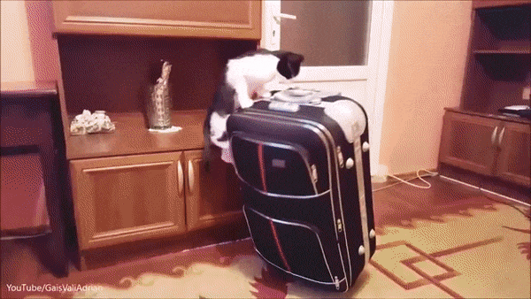 핫하 닝겐 | 인스티즈