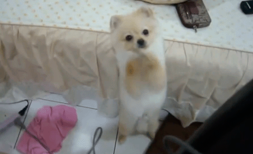 심장을 폭행하는 아기 댕댕이들 | 인스티즈