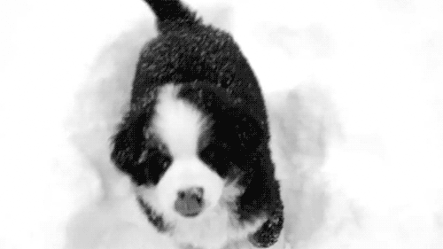 심장을 폭행하는 아기 댕댕이들 | 인스티즈