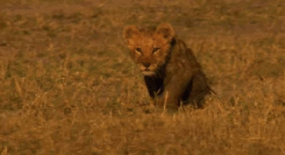 새끼를 버리고 갈 수 밖에 없는 엄마사자의 눈물 | 인스티즈
