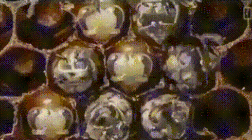 곤충주의) 벌의 성장 | 인스티즈