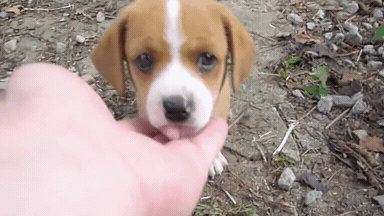 시골에서 만난 새끼 강아지.gif | 인스티즈