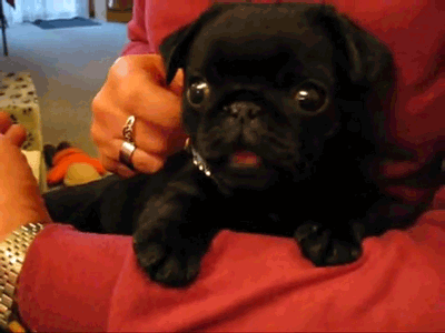 심장을 폭행하는 아기 댕댕이들 | 인스티즈