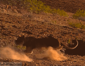 기린이 사자 제압하는 법.gif | 인스티즈