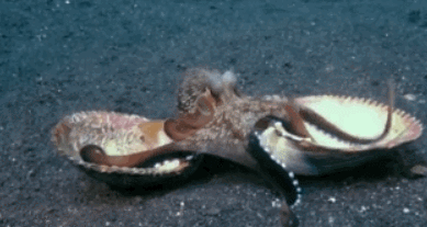 조개로 위장하는 문어 | 인스티즈