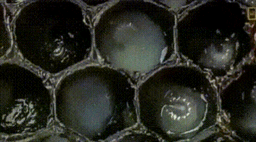 곤충주의) 벌의 성장 | 인스티즈