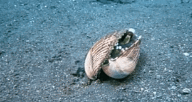 조개로 위장하는 문어 | 인스티즈