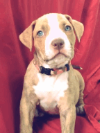 심장을 폭행하는 아기 댕댕이들 | 인스티즈