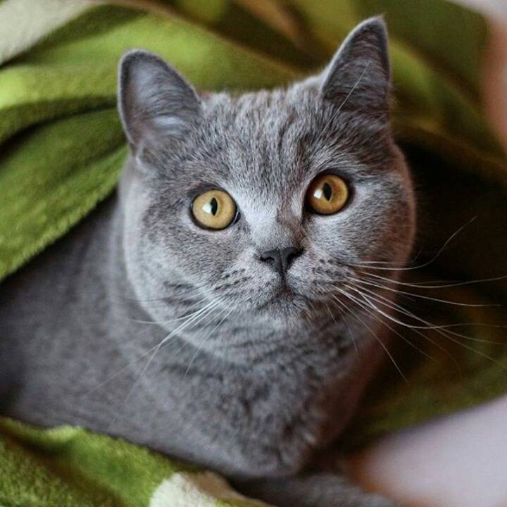 사람들이 많이 헷갈려하는 고양이 두종 | 인스티즈