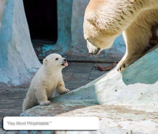 엄마에게 메롱한 아기북극곰의 결과 | 인스티즈