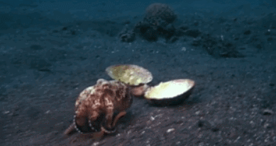 조개로 위장하는 문어 | 인스티즈