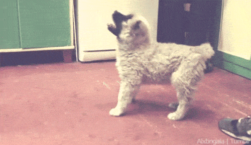 심장을 폭행하는 아기 댕댕이들 | 인스티즈