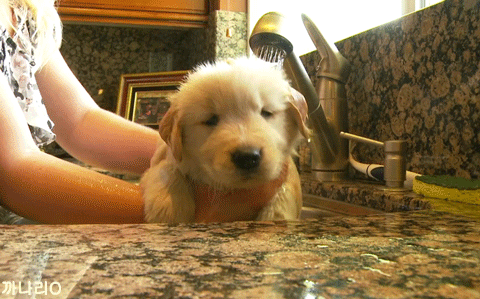 심장을 폭행하는 리트리버 댕댕이들 | 인스티즈