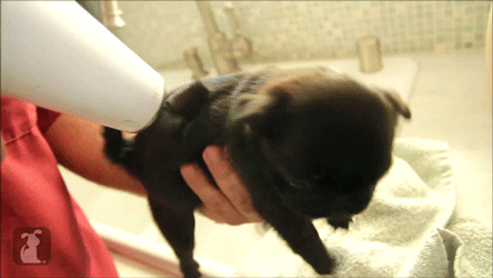 심장을 폭행하는 아기 댕댕이들 | 인스티즈