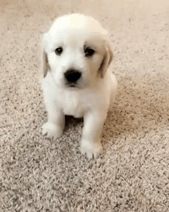 심장을 폭행하는 리트리버 댕댕이들 | 인스티즈