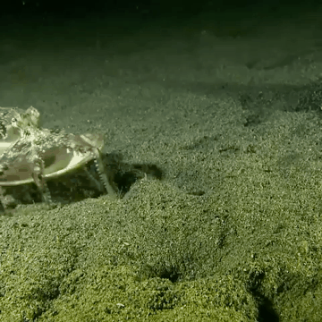 조개로 위장하는 문어 | 인스티즈