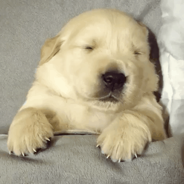 꿀잠자는 아기 리트리버.gif | 인스티즈
