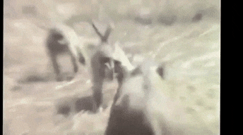 품바! 가즈아ㅏㅏㅏㅏㅏㅏㅏㅏㅏ.gif | 인스티즈