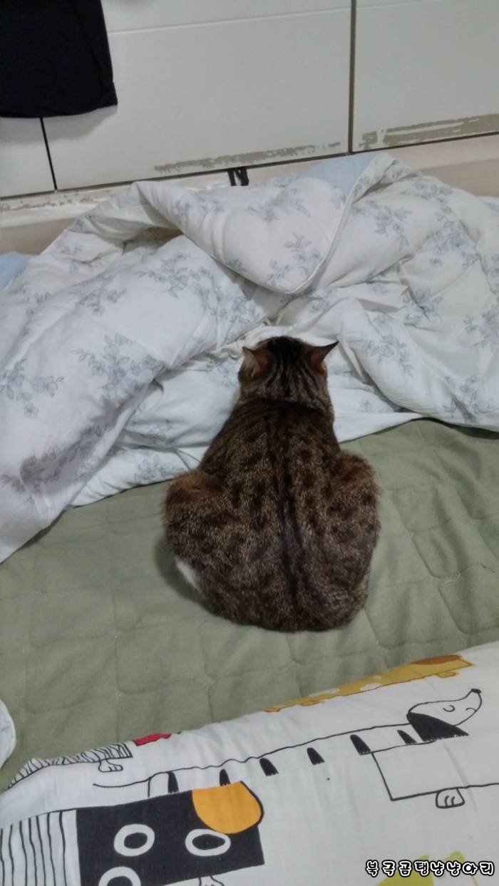 고양이를 싫어하던 떄가 있었다.(사진많음주의) | 인스티즈
