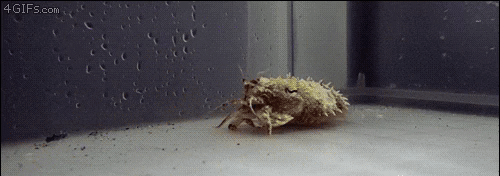 갑오징어의 위장 능력.gif | 인스티즈