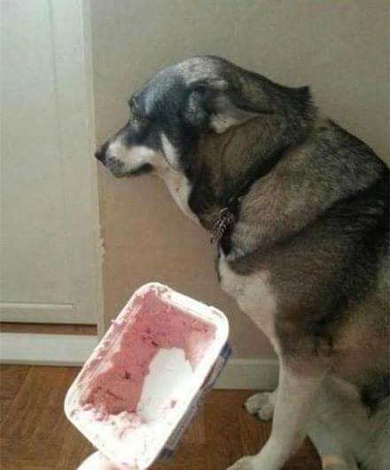 이자식.. 사람말 알아듣는것같은데... | 인스티즈