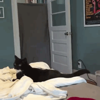 댕댕이 야옹이 심쿵시키기.gif | 인스티즈