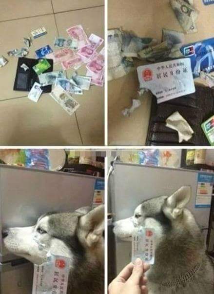 이자식.. 사람말 알아듣는것같은데... | 인스티즈