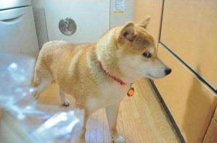 이자식.. 사람말 알아듣는것같은데... | 인스티즈