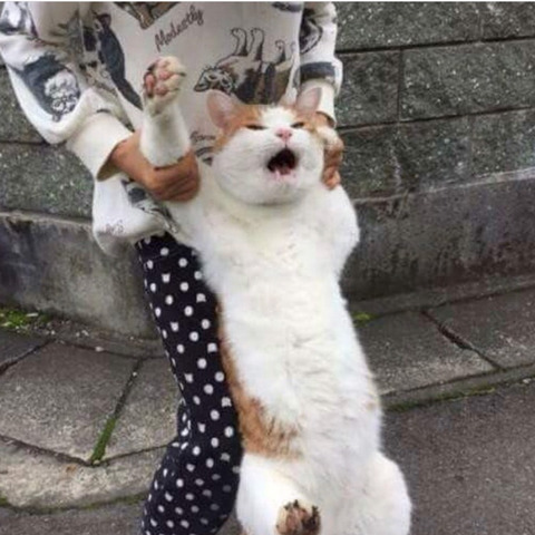 집 나갔다가 잡혀온 냥이.jpg | 인스티즈