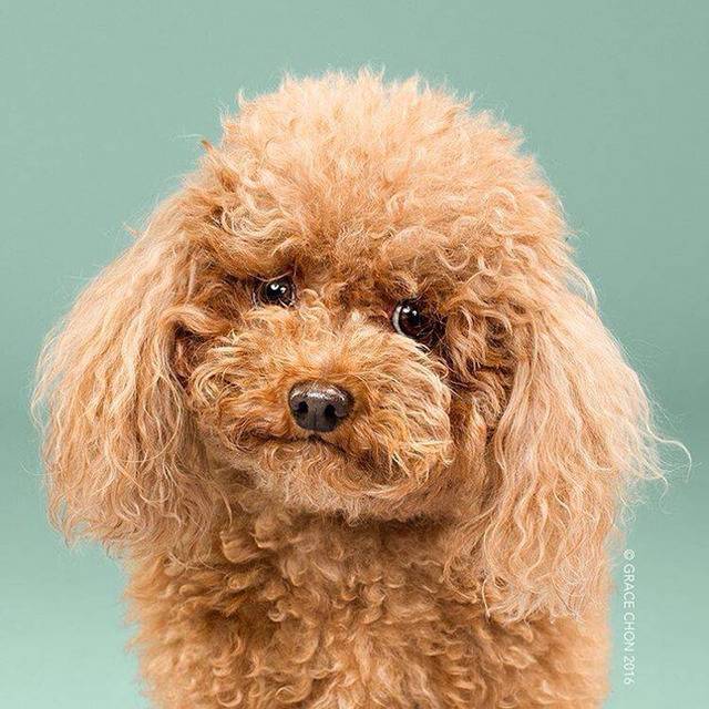 애견미용샵이 성장할 수 밖에 없는 이유.jpg | 인스티즈