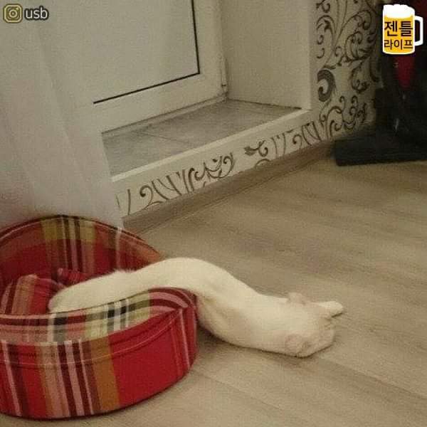 귀여운 냥냥이들 | 인스티즈