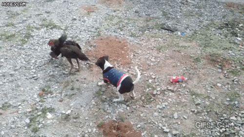 닭 싸움 말리는 댕댕이 | 인스티즈