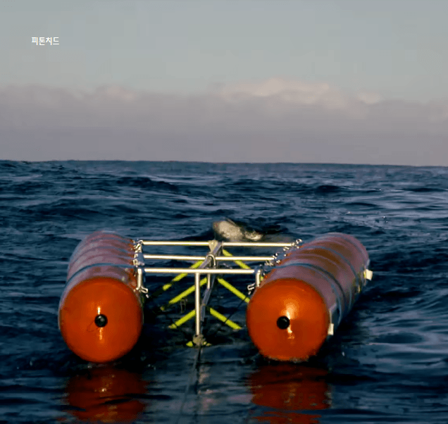 여름철 상식! 상어를 만났을때 대처법 | 인스티즈