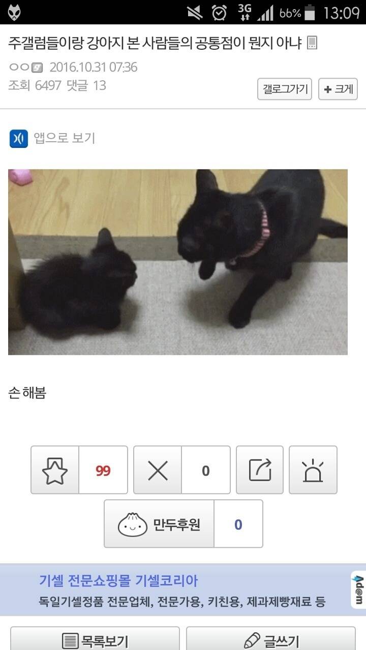 주갤럼이 말하는 주갤럼과 강아지 본 사람의 공통점 | 인스티즈