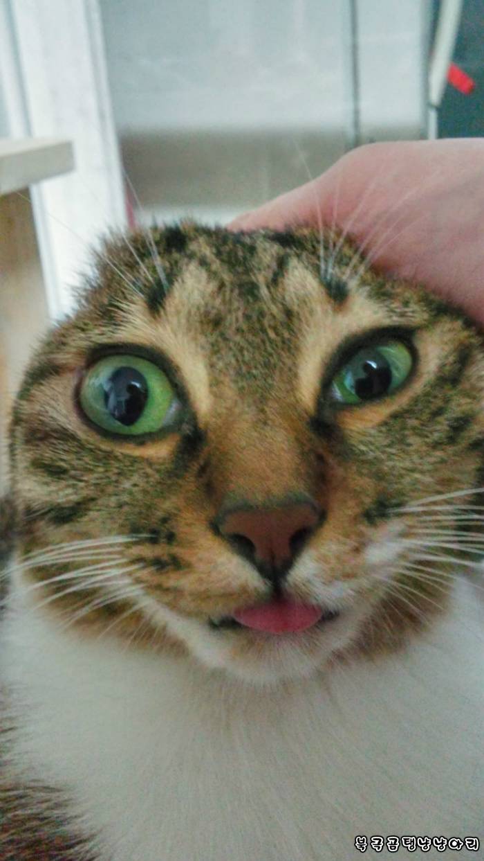 고양이를 싫어하던 떄가 있었다.(사진많음주의) | 인스티즈