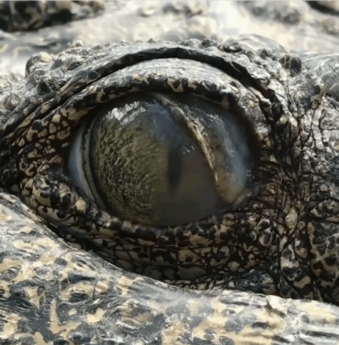 악어의 눈 | 인스티즈