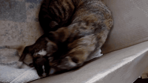 갓 태어난 멍뭉이를 대하는 냥이.gif | 인스티즈