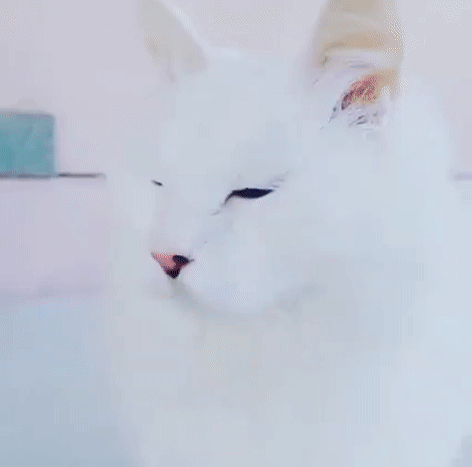 눈이 이쁜 고양이.gif | 인스티즈