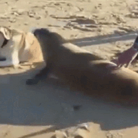 물개사랑.gif | 인스티즈