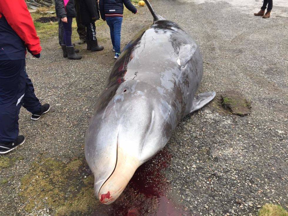 민 부리 고래 사체 위에서 나온것들 | 인스티즈