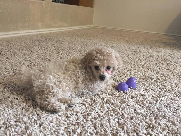 우리 강아지 어디갔을까~?? | 인스티즈