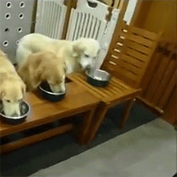 식사예절 개매너.gif | 인스티즈