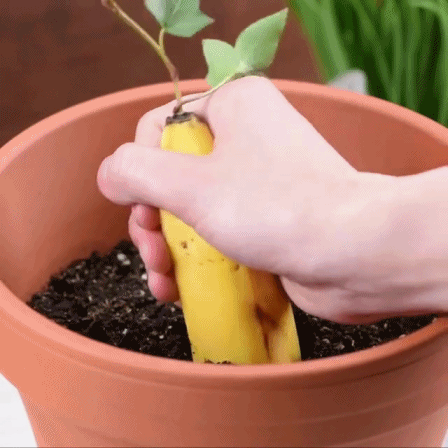 집에서 손 쉽게 키위바나나 재배하는 법.jpgif | 인스티즈