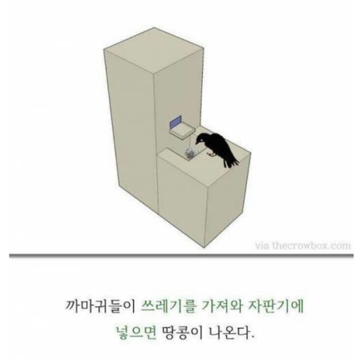 까마귀의 지능에 대한 고찰.jpg | 인스티즈