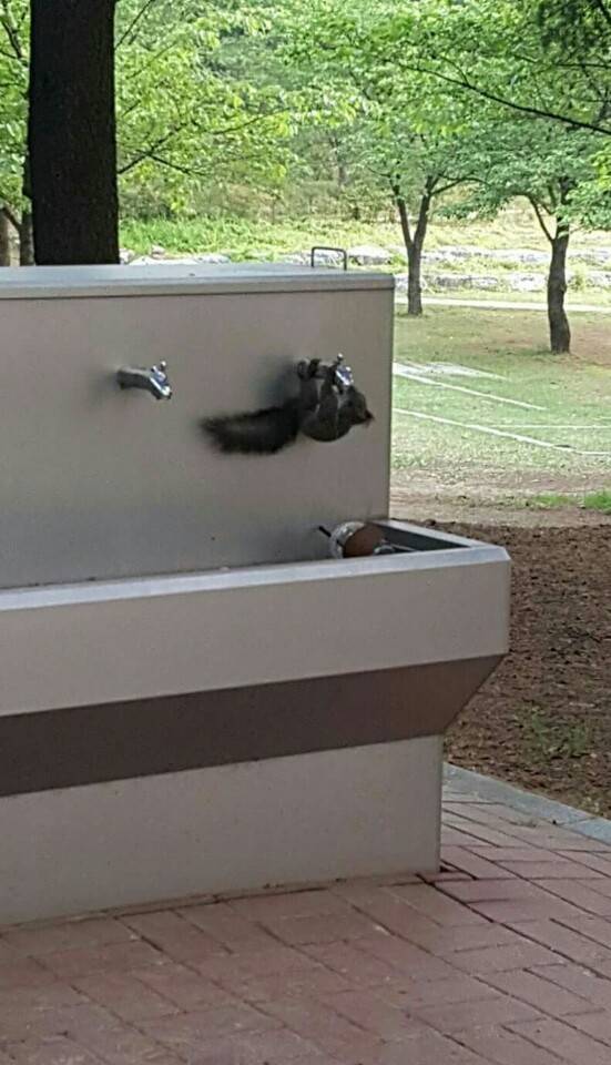 수도꼭지 돌리는 청설모 | 인스티즈