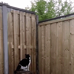 냥이 가출 방지 기구.gif | 인스티즈