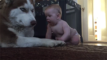 동물들의 아기 보기 | 인스티즈