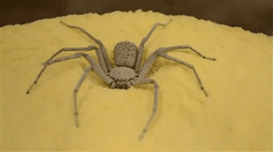 거미의 은신술.gif | 인스티즈