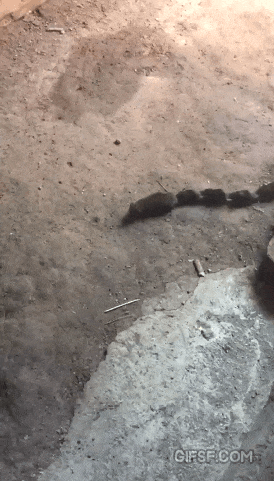 약혐) 생쥐 가족의 나들이 | 인스티즈